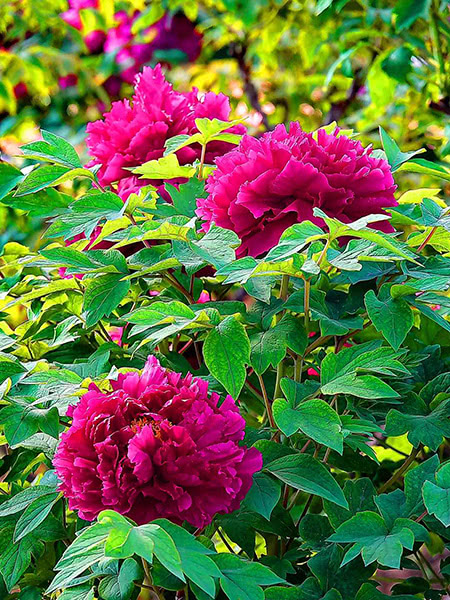 牡丹花