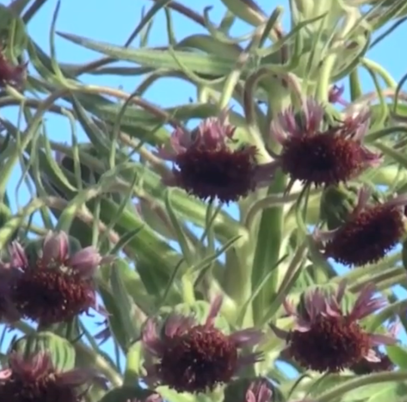 将近百年才开一次花 生长在火山口 网友 这是传说中的蟠桃树 看点快报