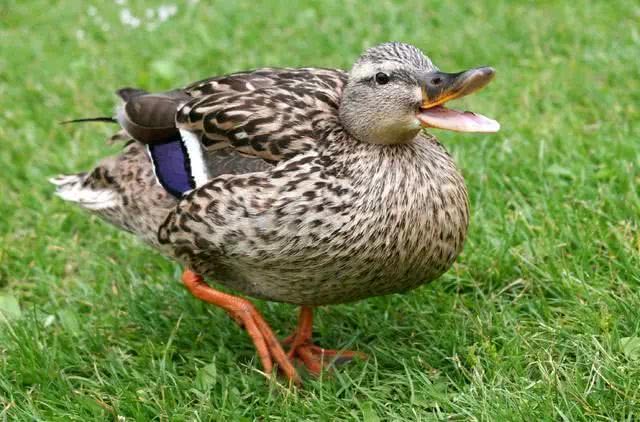 蝗虫史记 我们见识过中国人的厉害 看点快报