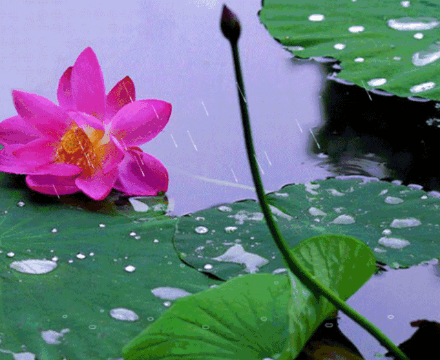 北地梅香:咏莲花 七绝 6首平水韵