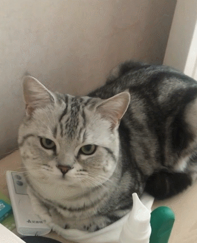 这只可爱的大萌猫,瞧这眺望远方的样子,真是非常的可爱!