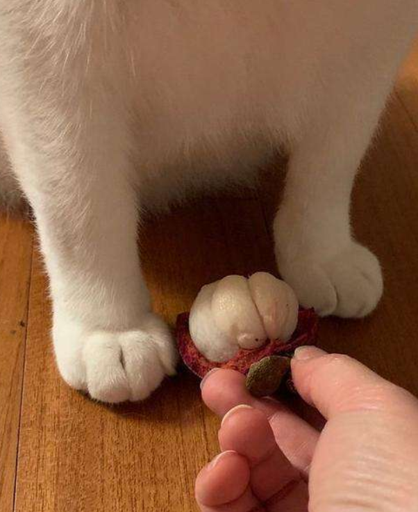 没有嘴馋就没有伤害 那些山竹猫爪你还惦记吗 猫 人类真傻 看点快报