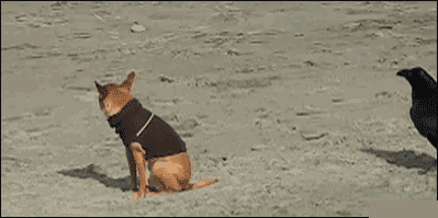 搞笑gif,每日一笑:鹅兄弟,日子还长着呢,千万不要投河
