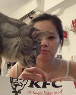 19 给你们看看狗哥的傻雕样 20 21 23 猫为什么想谋杀两脚兽 24 25