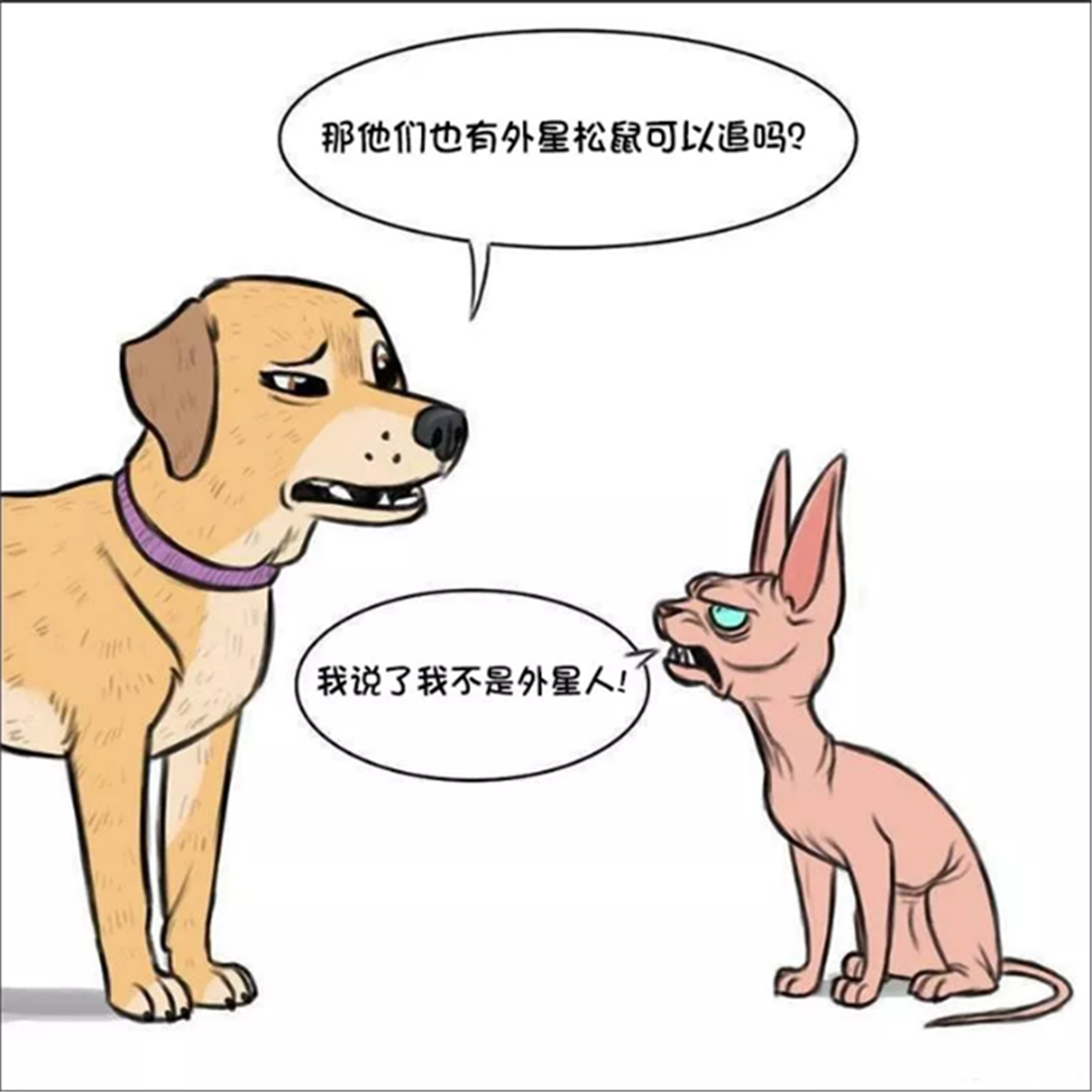 暖心漫画 军犬总是把无毛猫误认成来自外太空 一身皱纹的无毛猫有口难辩 看点快报