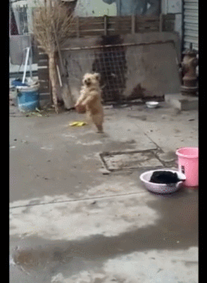 狗狗被限制自由,跳僵尸舞吓人,帮主人看家护院!