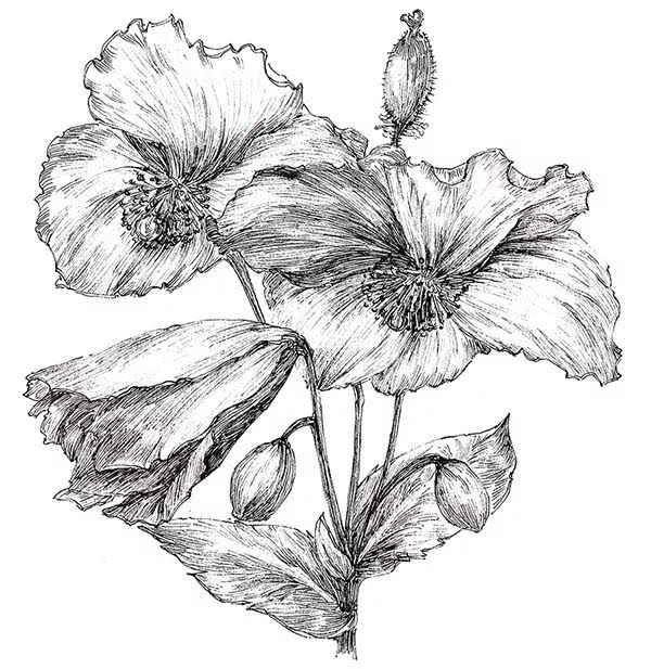 花卉,素描,绘画,丁香花,牵牛花,玫瑰花,百合花,莲花,龙船花