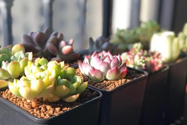 入秋多肉叶子长 皱纹 了解3点原因 对症处理美翻天 看点快报