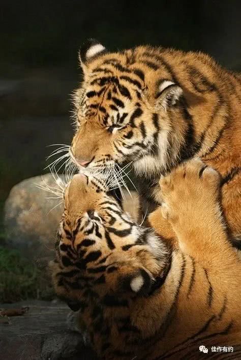 动物也过情人节 