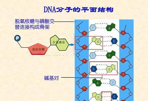 老鼠基因和人类有85 的相似度 为什么长得和人类差距这么大 看点快报