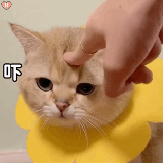 适合撒娇女孩用的表情包