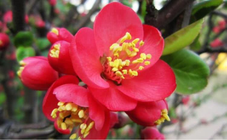 春季养啥花 3种花 2月养 扔进花盆就能活 3月花儿蹭蹭开 看点快报