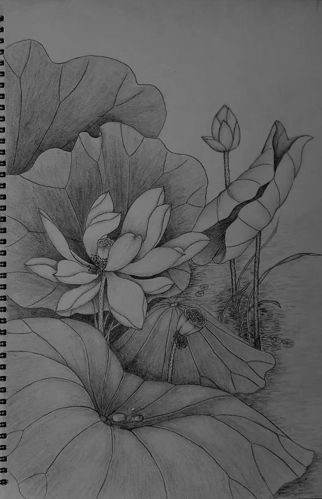 素描荷花