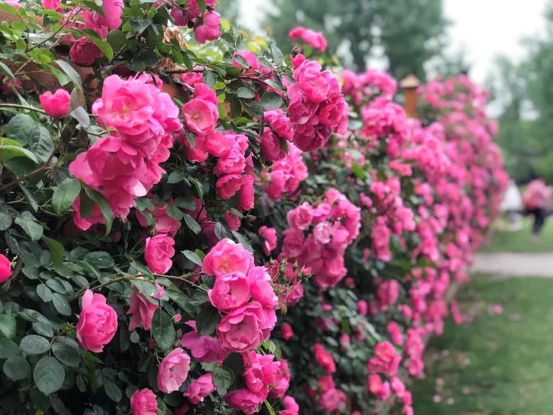 藤本月季,安吉拉,世纪公园,玫瑰