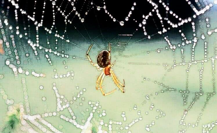 一蜘蛛的编织 来自别名 Vcm 的舔狗式爱情 看点快报