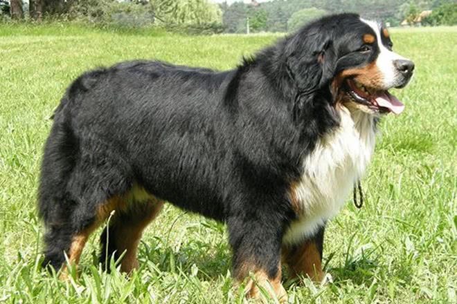 国内少见的伯恩山犬,你了解多少?