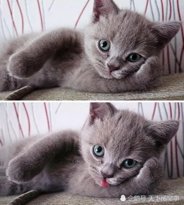 爱猫人士的福音 史上首例猫毛过敏疫苗研发成功 看点快报