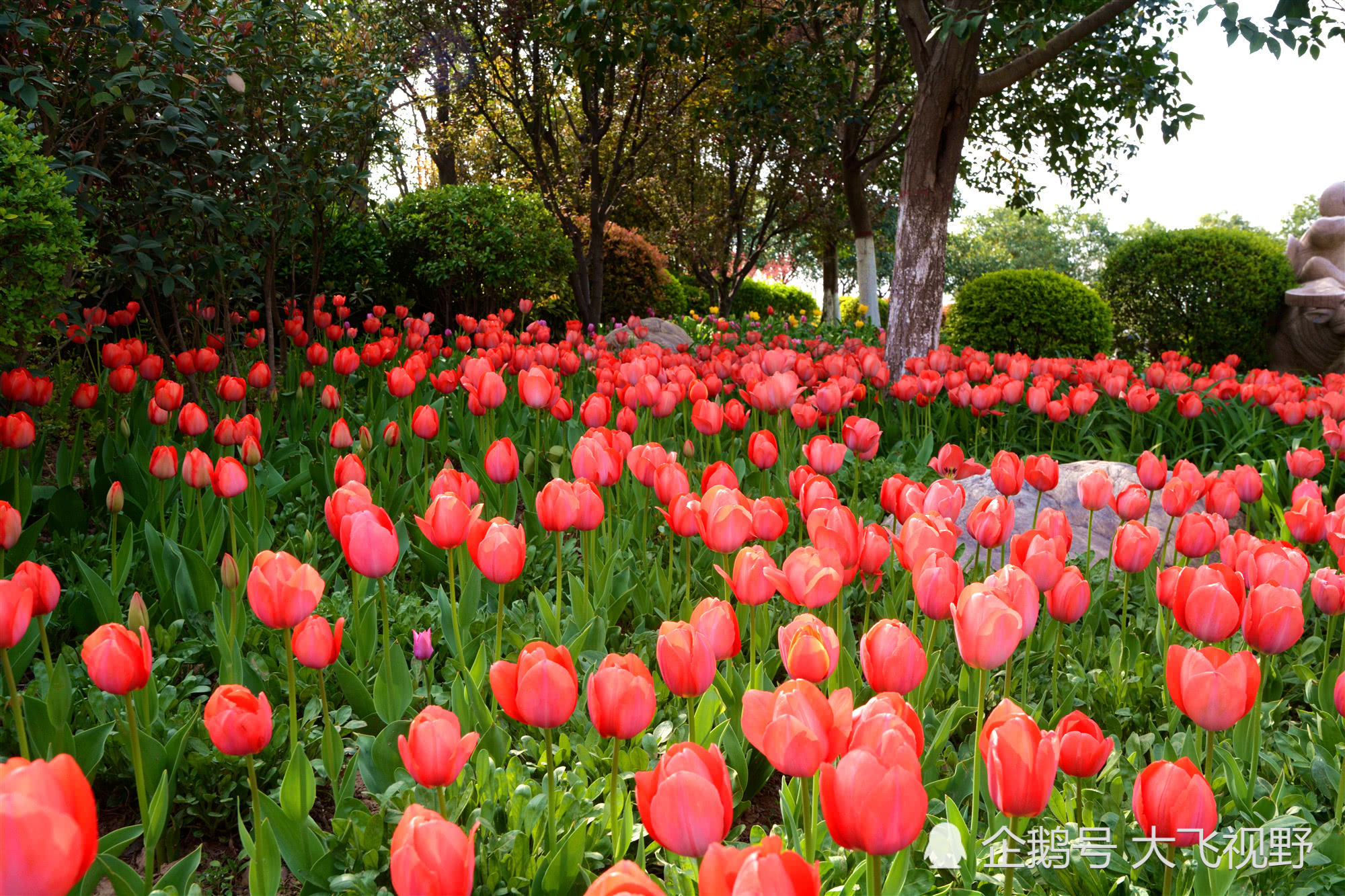 在河南福寿园,一年一度的郁金香花展如期来临,五颜六色各种花型的
