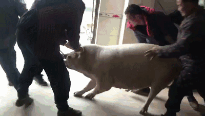 15条关于猪不为人知的事实