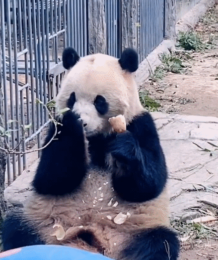 悠然自得的大熊猫,这可爱的样子,真是讨人喜欢啊!