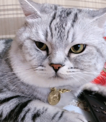 人见人爱的喵星人,看这调皮的表情,真是个萌萌的家伙!