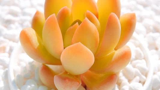 有10种多肉植物 很容易就会爆盆 好养又好看 看点快报