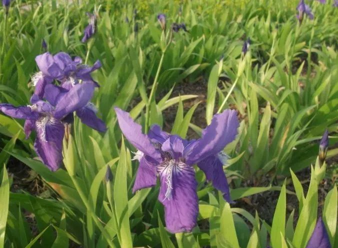 农村里常见的 紫花草 遇到不要错过 能治脱发 白发 很珍贵 看点快报