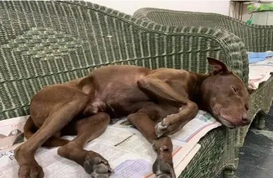 自从养狗后就没坐过椅子 看点快报