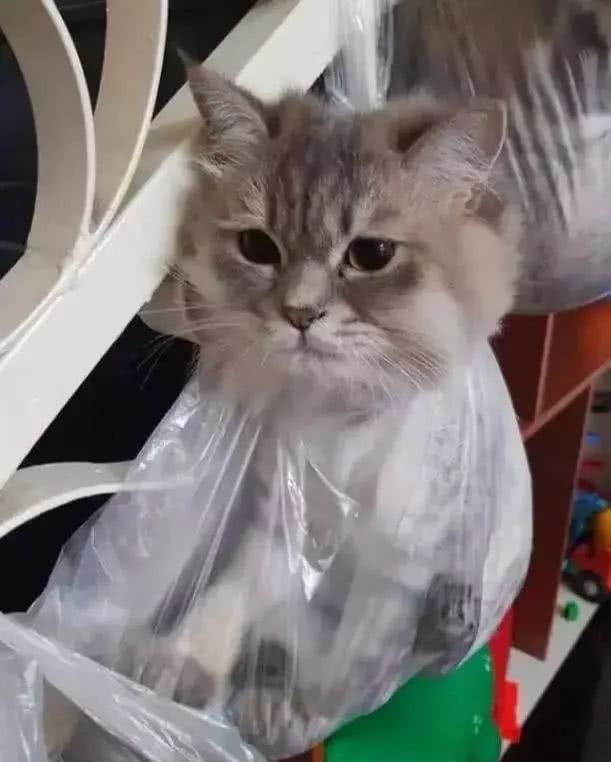 4只猫咪被主人挂成一排 本以为是虐猫 看后却笑喷了 看点快报