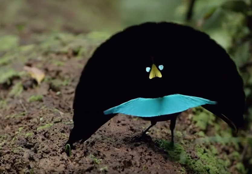 这是什么 神仙鸟 一点鸟样都没有 求爱时母鸟快被吓死了 看点快报