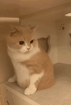 铲屎官,猫咪,表情包,吸猫