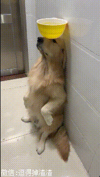 搞笑gif段子:原来你是这样的乌龟,我看错你了