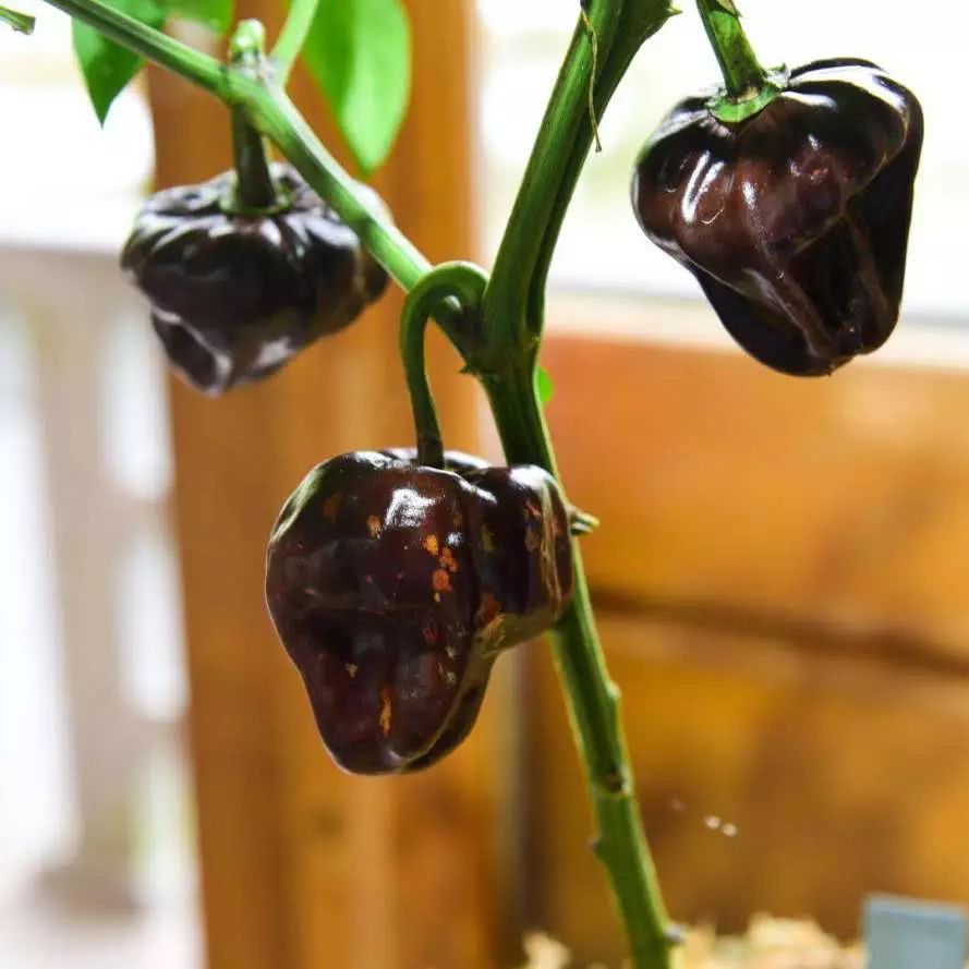 辣椒竟有这么多品种 它们从哪儿来 新加坡植物学家告诉你 看点快报