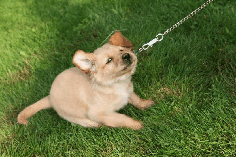 区分小型犬 中型犬 大型犬的方法 看点快报