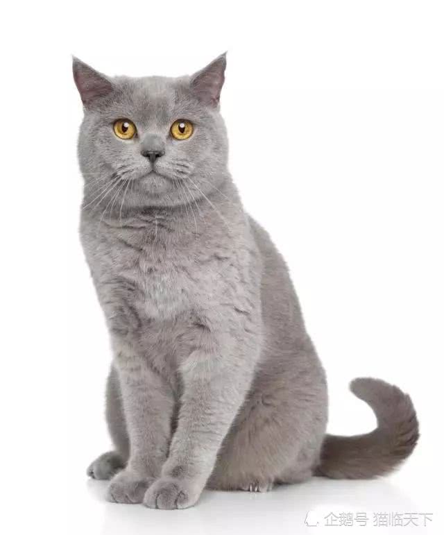戴高乐,英国短毛猫