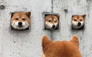 犬类知识小课堂之贱萌柴犬 带你走进阿柴的世界了解有趣柴知识 看点快报