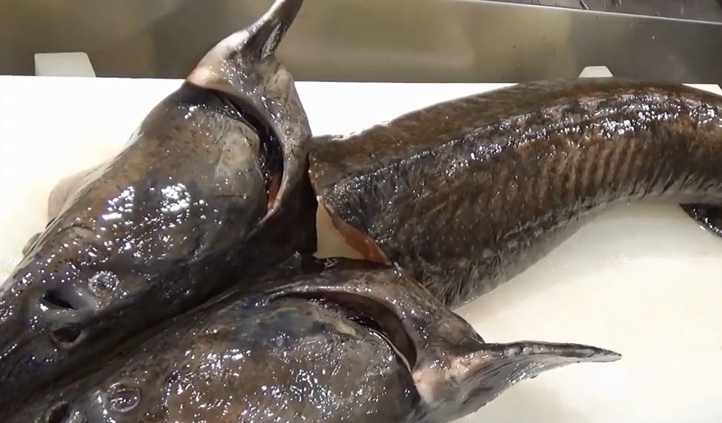 日本人吃奇特怪鱼 切成几块 蘸酱油生着吃 鱼肉多油肥美 看点快报