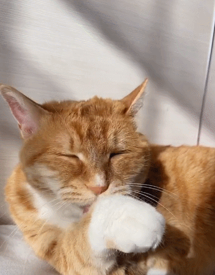 喵星人,萌宠,卖萌,生活趣事