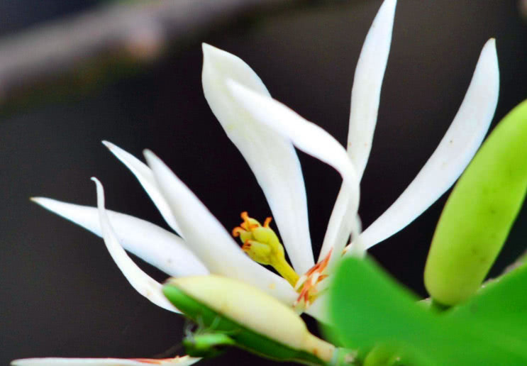 单叶互生长得很漂亮 它就是白兰花 养殖方便简单 看点快报