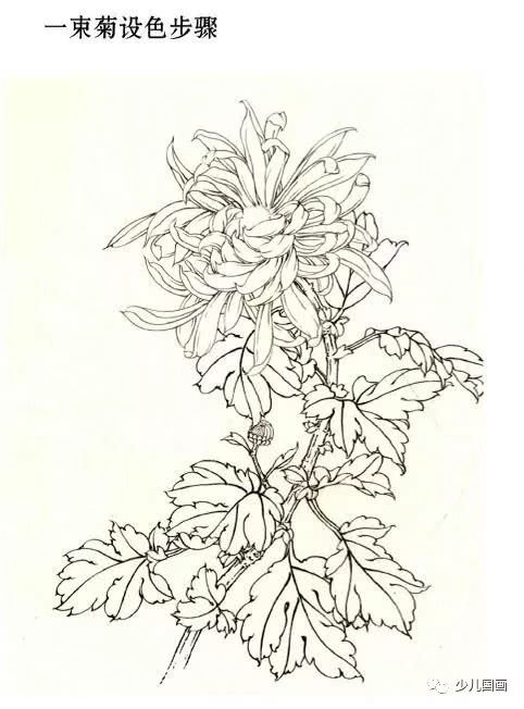 菊花,工笔画,墨锭