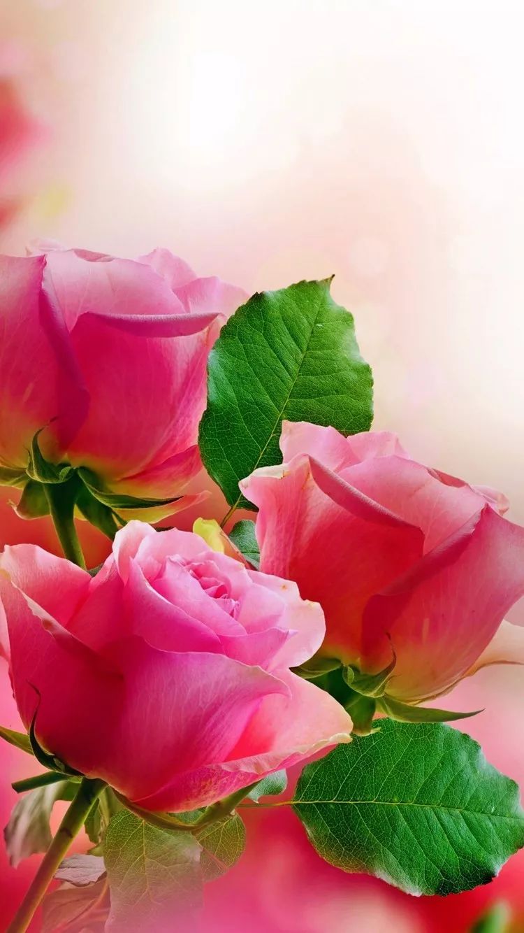 【微信头像】唯美花朵,最适合女人的微信头像