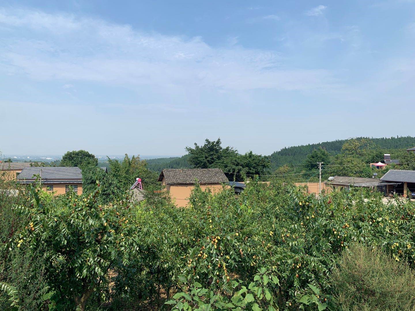 罗江第十五届贵妃枣生态旅游节开幕 多角度展现罗江枣业态