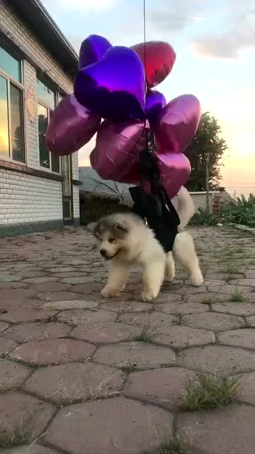 0?fmt=jpg&size=51&rs=38-36&h=640&w=360&ppv=1