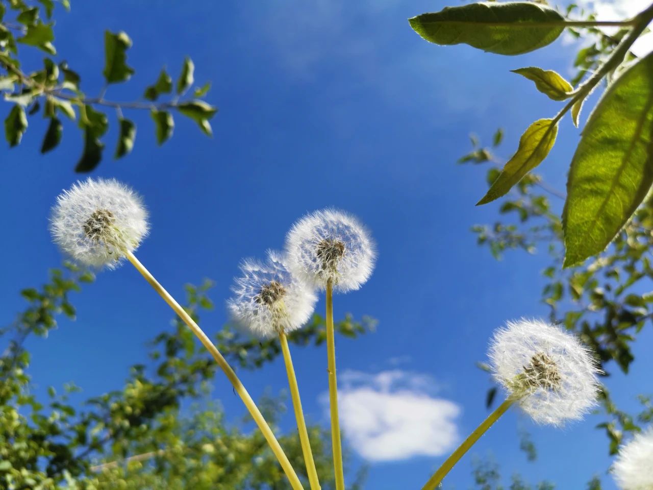 相比黄花蒲公英,粉花和绯红蒲公英更好看,能保持多年生长