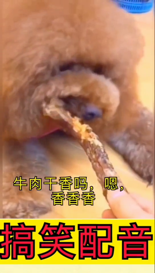 宠爱恶搞视频，宠爱恶搞视频大全
