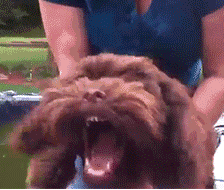 靖江一市民给贵宾犬剃毛结果被咬伤,天热