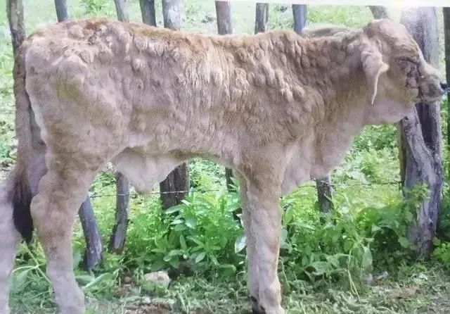 一起来认识 牛结节性皮肤病 看点快报