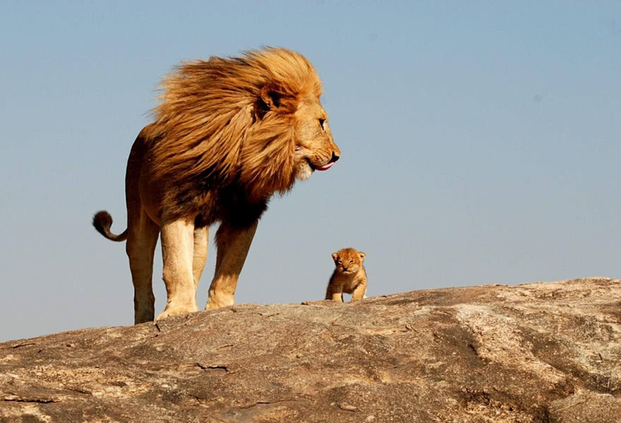 狮子,雄狮,狮子王,狮王