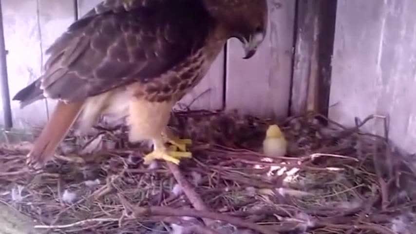 小鹰恶搞视频，小鹰恶搞视频大全