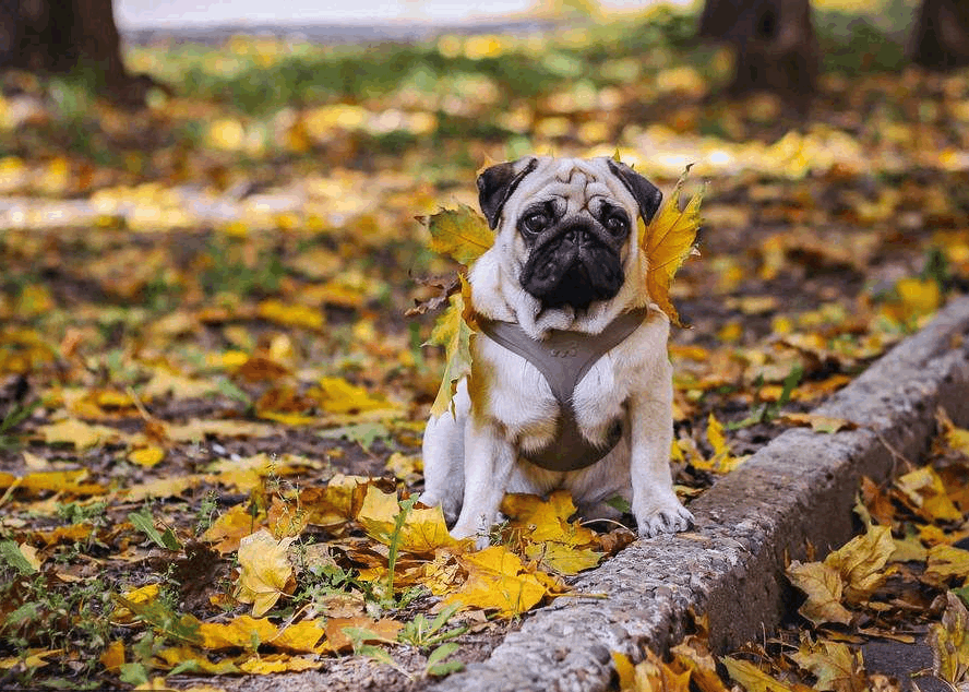 狗鼻窦炎预防方法 看点快报
